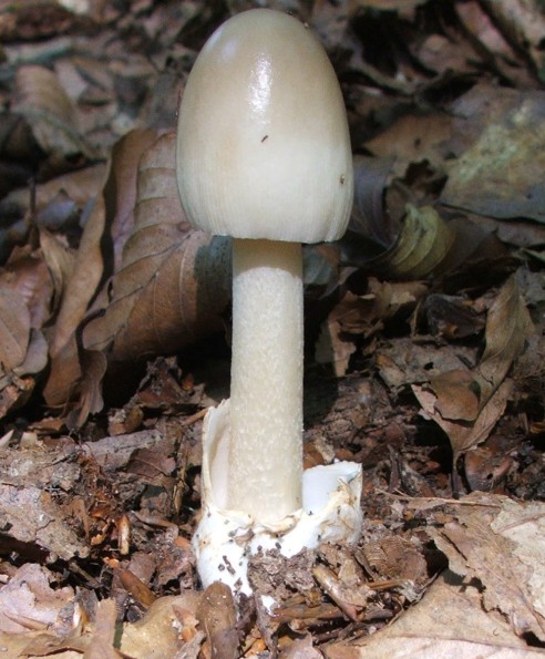 muchotrávka pošvatá Amanita vaginata (Bull.) Lam.