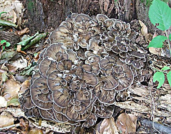 trsovnica lupeňovitá Grifola frondosa (Dicks.) Gray