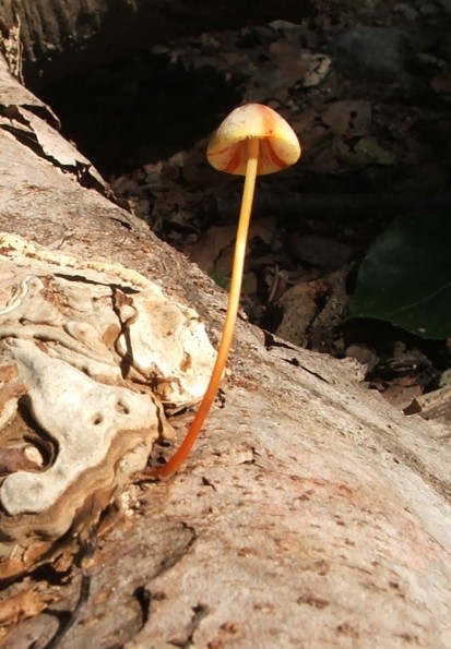 prilbička šafranová Mycena crocata (Schrad.) P. Kumm.