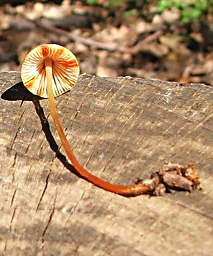 prilbička šafranová Mycena crocata (Schrad.) P. Kumm.