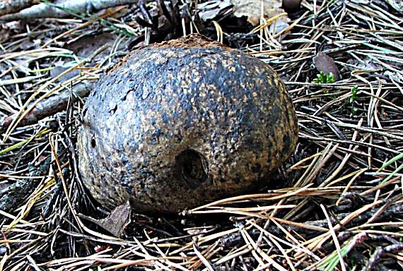 hráškovec obyčajný Pisolithus arhizus (Scop.) Rauschert