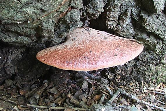 pečeňovec dubový Fistulina hepatica (Schaeff.) With.