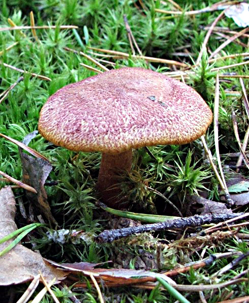 čírovec červenožltý Tricholomopsis rutilans (Schaeff.) Singer