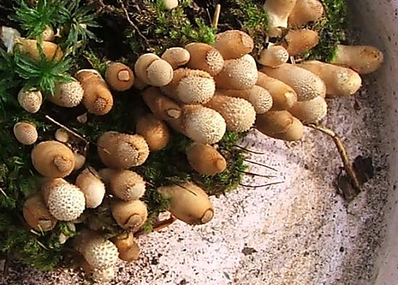 prášnica hruškovitá? Lycoperdon pyriforme Schaeff.