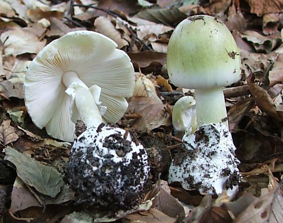 muchotrávka zelená Amanita phalloides (Vaill. ex Fr.) Link