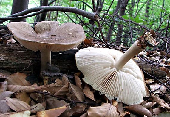 povraznica širokolupeňová Megacollybia platyphylla (Pers.) Kotl. & Pouzar