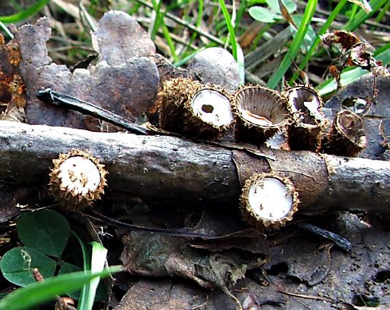 čiaškovec pásikavý Cyathus striatus (Huds.) Willd.