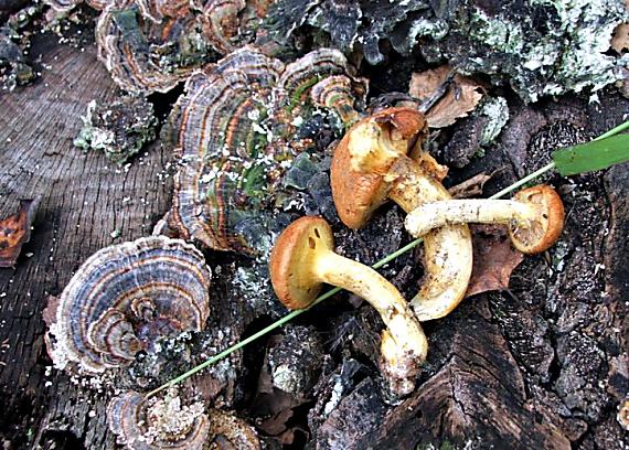 šupinovec nádherný Gymnopilus junonius (Fr.) P.D. Orton