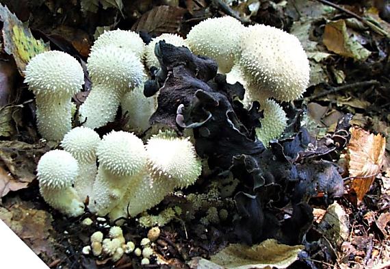 lievik trúbkovitý, prášnica bradavičnatá Craterellus cornucopioides, Lycoperdon perlatum