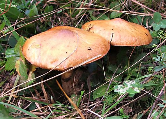 masliak obyčajný Suillus luteus (L.) Roussel