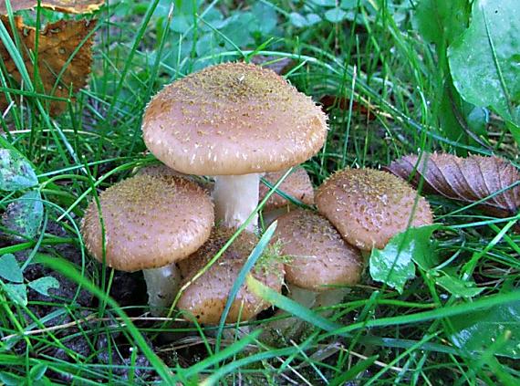 podpňovka obyčajná Armillaria mellea (Vahl) P. Kumm.