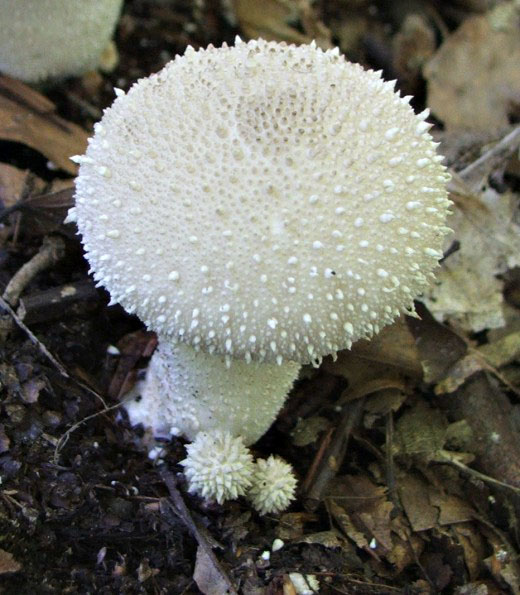 prášnica bradavičnatá Lycoperdon perlatum Pers.