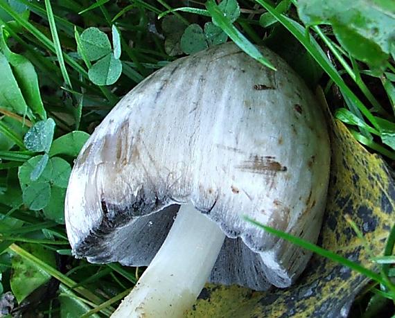 hnojník atramentový Coprinopsis atramentaria (Bull.) Redhead, Vilgalys & Moncalvo