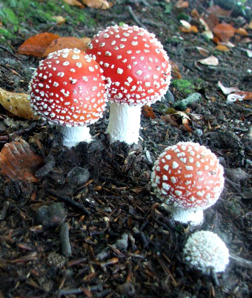 muchotrávka červená Amanita muscaria (L.) Lam.