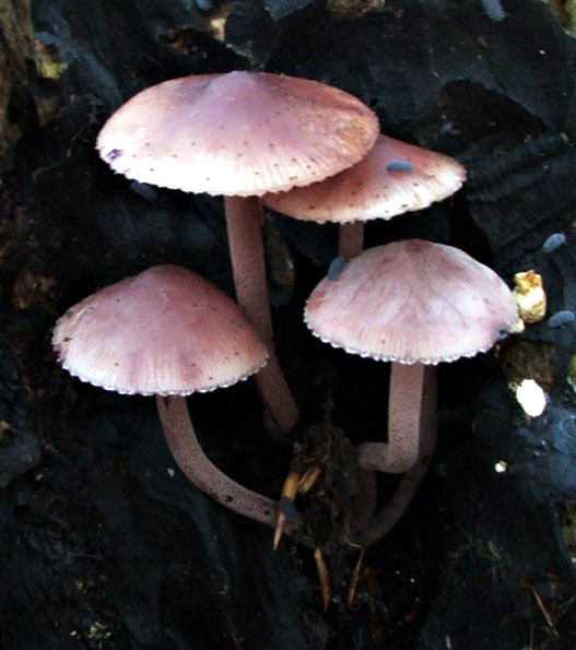 prilbička krvavomliečna Mycena haematopus (Pers.) P. Kumm.