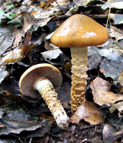 pavučinovec mazľavý Cortinarius trivialis J.E. Lange