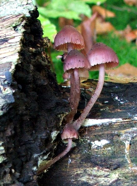 prilbička krvavomliečna Mycena haematopus (Pers.) P. Kumm.