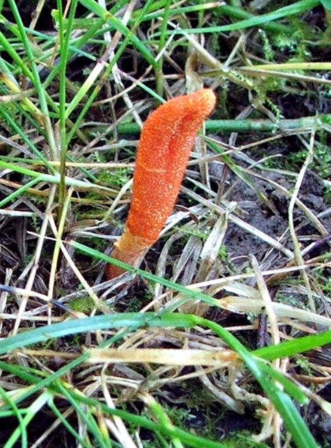 žezlovka hmyzová Cordyceps militaris (Fr.) Link