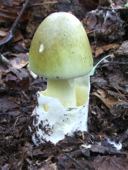 muchotrávka zelená Amanita phalloides (Vaill. ex Fr.) Link