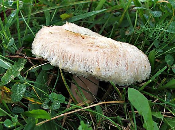 rýdzik chĺpkatý Lactarius pubescens (Fr.) Fr.