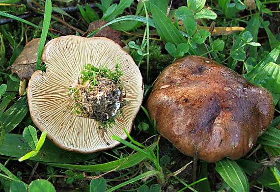 čírovka gaštanovohnedá Tricholoma ustale (Fr.) P. Kumm.