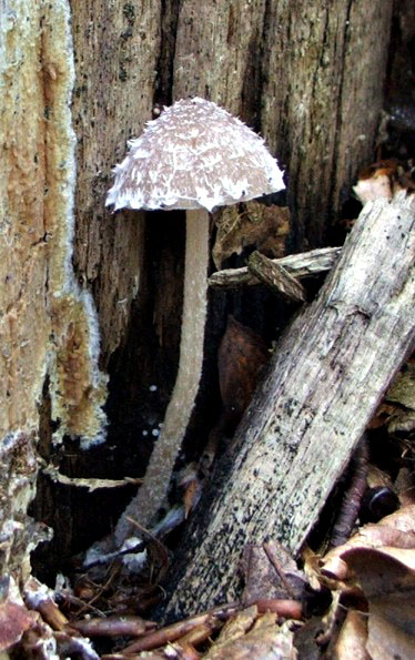 drobuľka vločkatá Psathyrella gossypina (Bull.) A. Pearson & Dennis