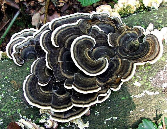 trúdnikovec pestrý Trametes versicolor (L.) Lloyd