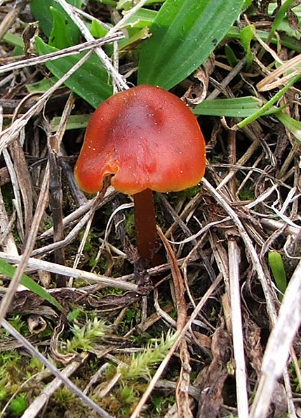 lúčnica kužeľovitá Hygrocybe conica (Schaeff.) P. Kumm.