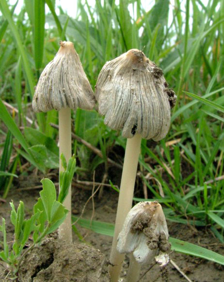 hnojník Coprinus sp.