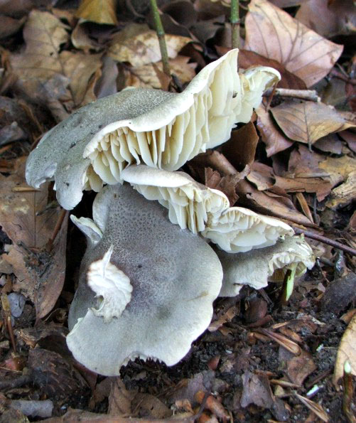 čírovka mydlová Tricholoma saponaceum (Fr.) P. Kumm.