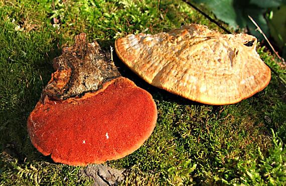 červenica rumelková Pycnoporus cinnabarinus (Jacq.) P. Karst.