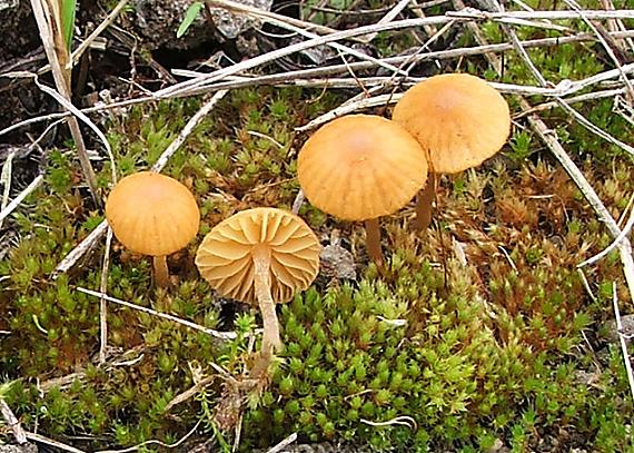 kapucňovka Galerina sp.