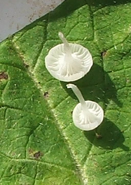 prilbovec kostihojový  Hemimycena candida (Bres.) Singer