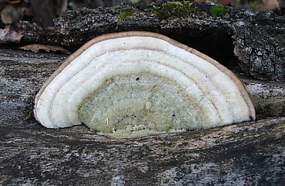 trúdnikovec chlpatý Trametes hirsuta (Wulfen) Lloyd