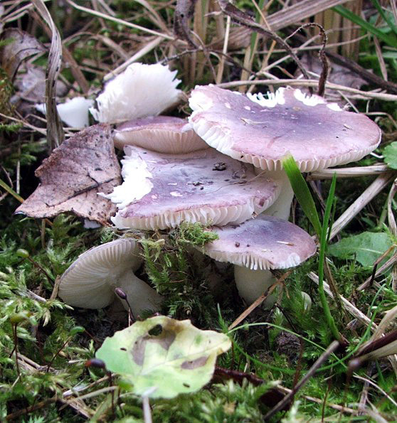 plávka Russula sp.