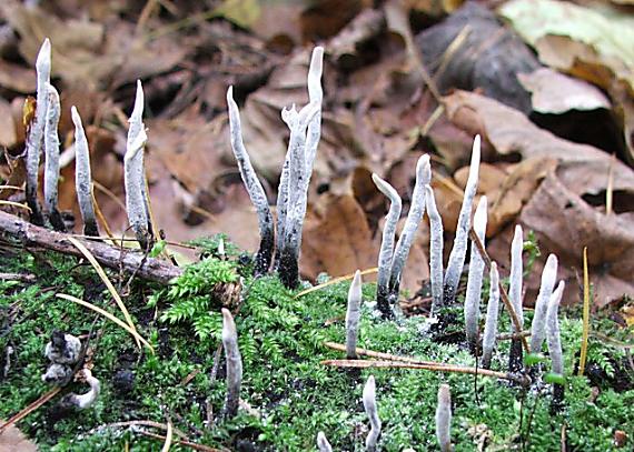 drevnatec bukový Xylaria carpophila (Pers.) Fr.