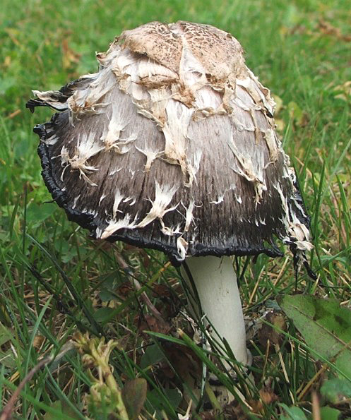 hnojník obyčajný Coprinus comatus (O.F. Müll.) Pers.