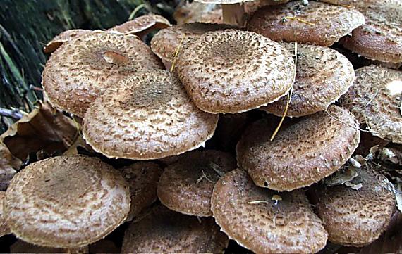 podpňovka tmavá Armillaria ostoyae (Romagn.) Herink