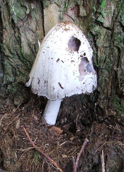 hnojník atramentový Coprinopsis atramentaria (Bull.) Redhead, Vilgalys & Moncalvo