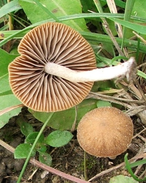 drobuľka Psathyrella sp.