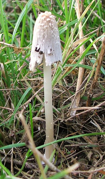 hnojník Coprinus sp.