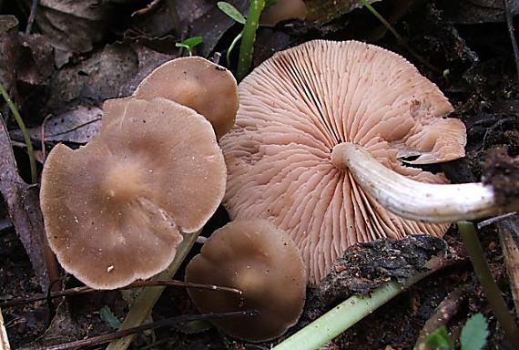 štítovka Pluteus sp.