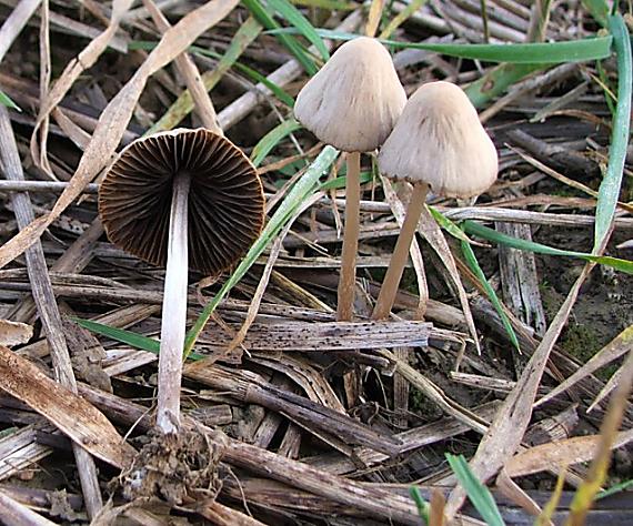 drobuľka Psathyrella sp.