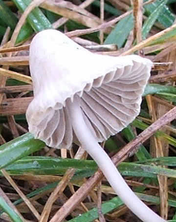 kapucňovec Conocybe sp.