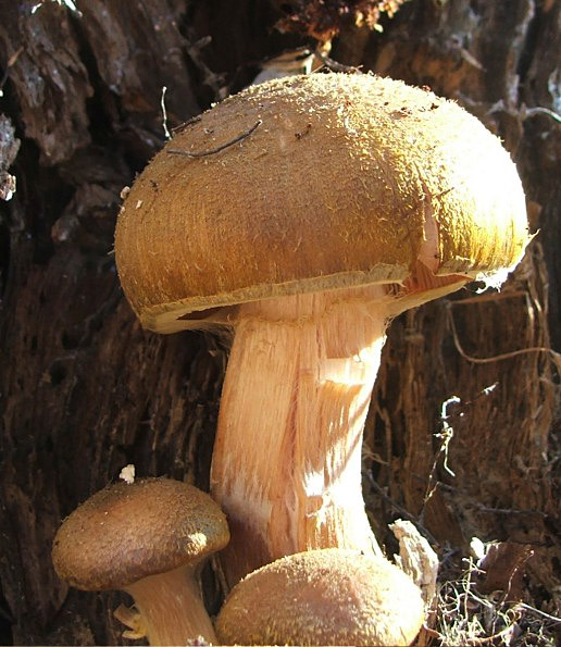 podpňovka obyčajná Armillaria mellea (Vahl) P. Kumm.