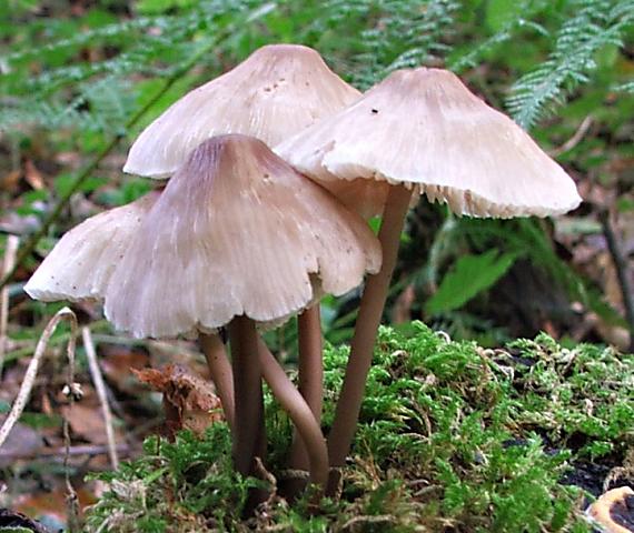 prilbička reďkovková Mycena pura (Pers.) P. Kumm.