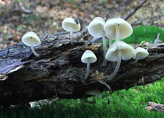 prilbička Mycena sp.