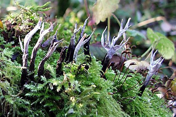 drevnatec parohatý Xylaria hypoxylon (L.) Grev.