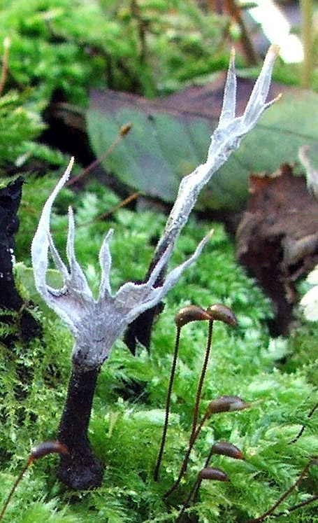 drevnatec parohatý Xylaria hypoxylon (L.) Grev.