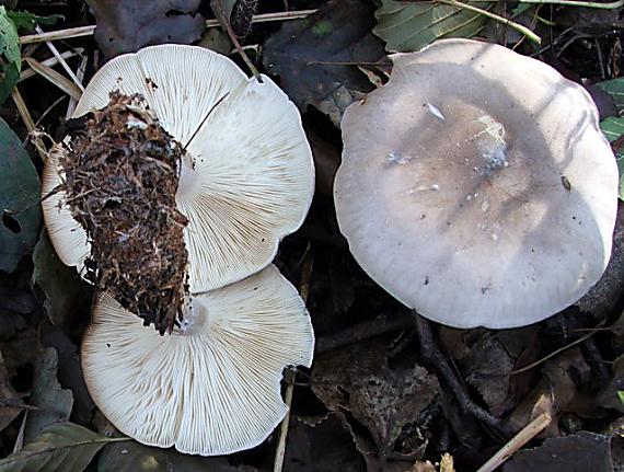 strmuľka inovaťová Clitocybe nebularis (Batsch) P. Kumm.